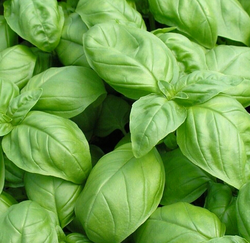 ITALIAN LARGE LEAF BASIL SEEDS 500+ ANNUAL herb GARDEN non-gmo FREE SHIPPING