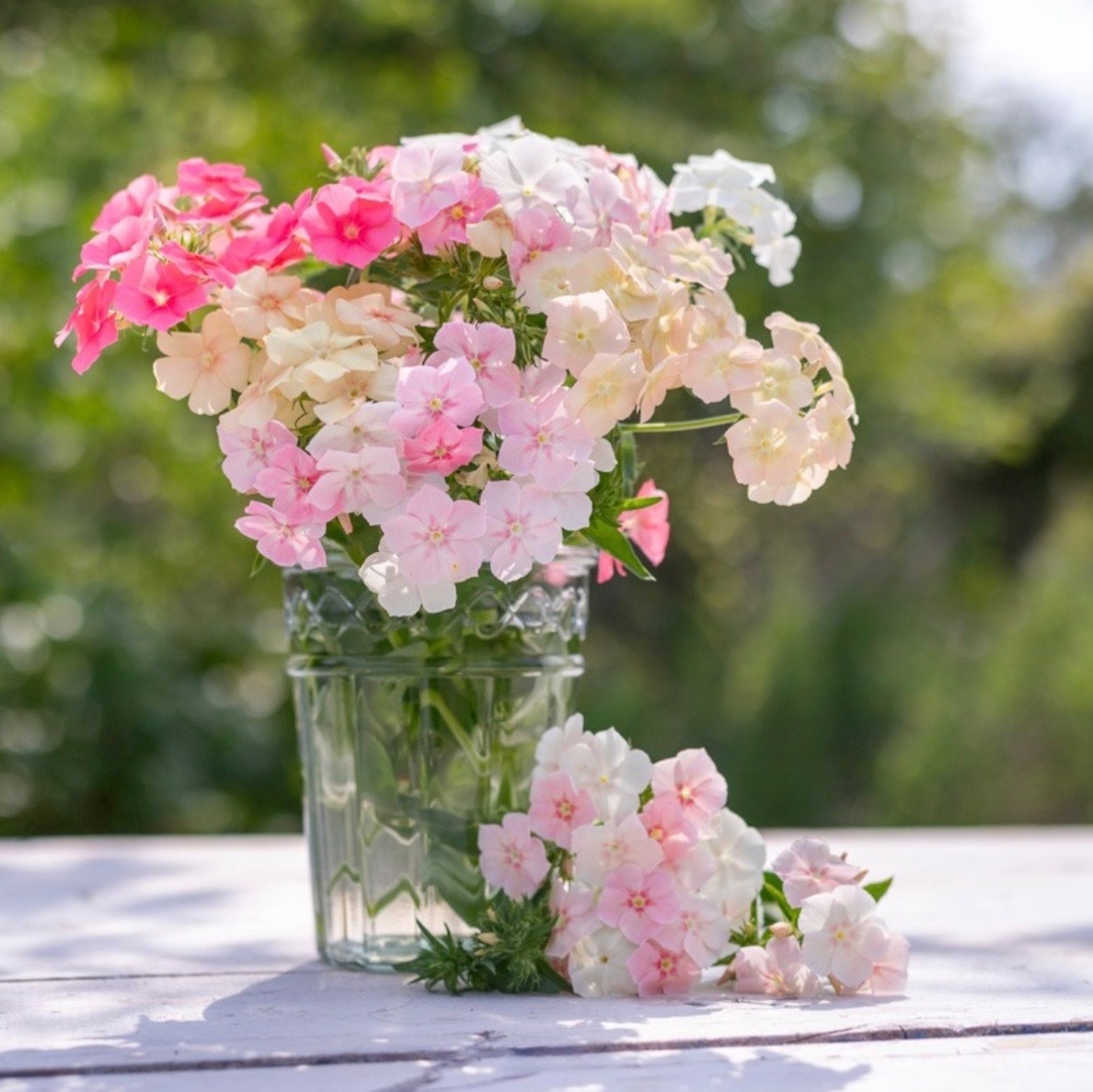 Phlox of Sheep PASTEL MIX – Fresh Seeds – Sweet Fragrance! Non-GMO USA-Native