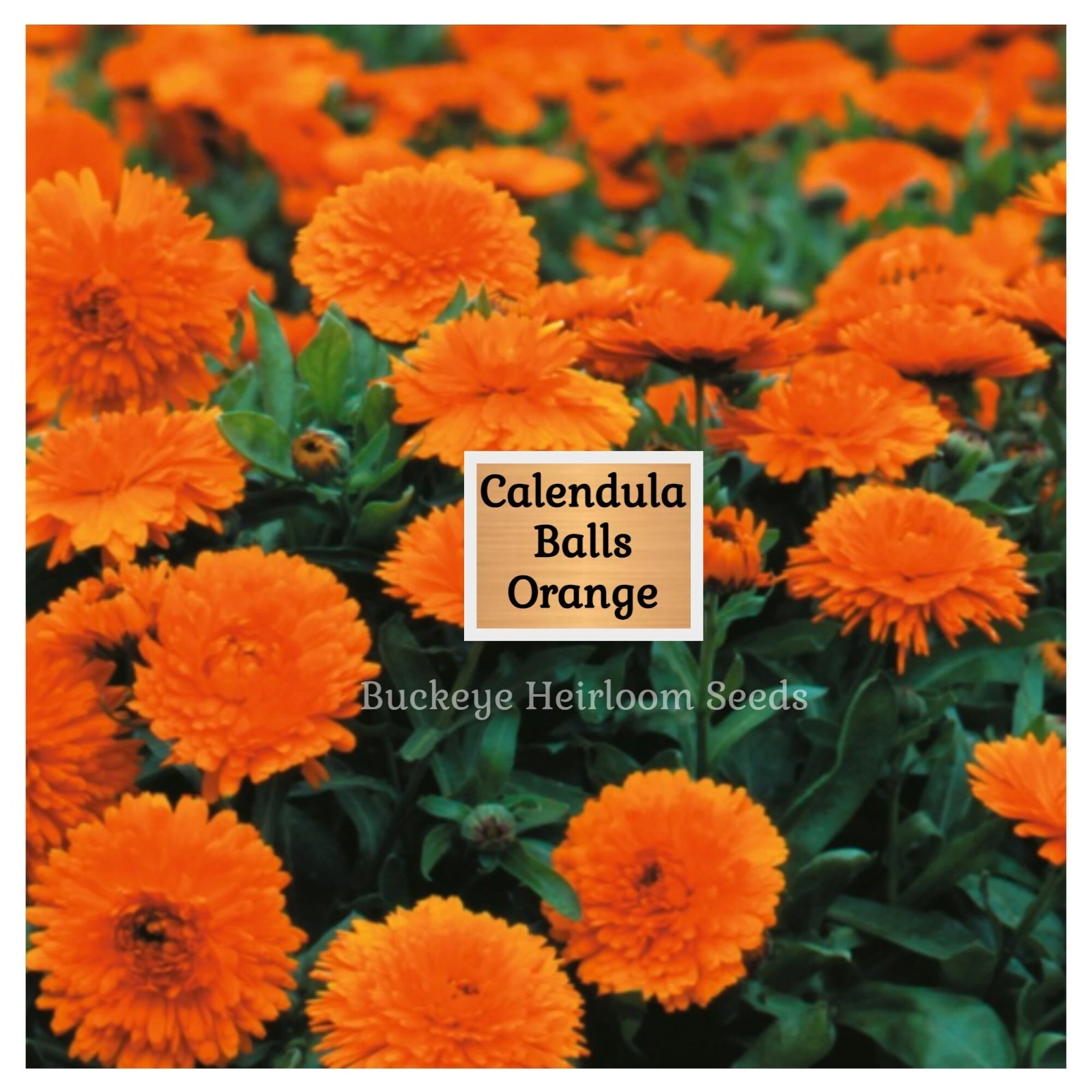 Calendula Flower Seeds – Ball’s Orange – 50 Healing Herb Seeds – Edible