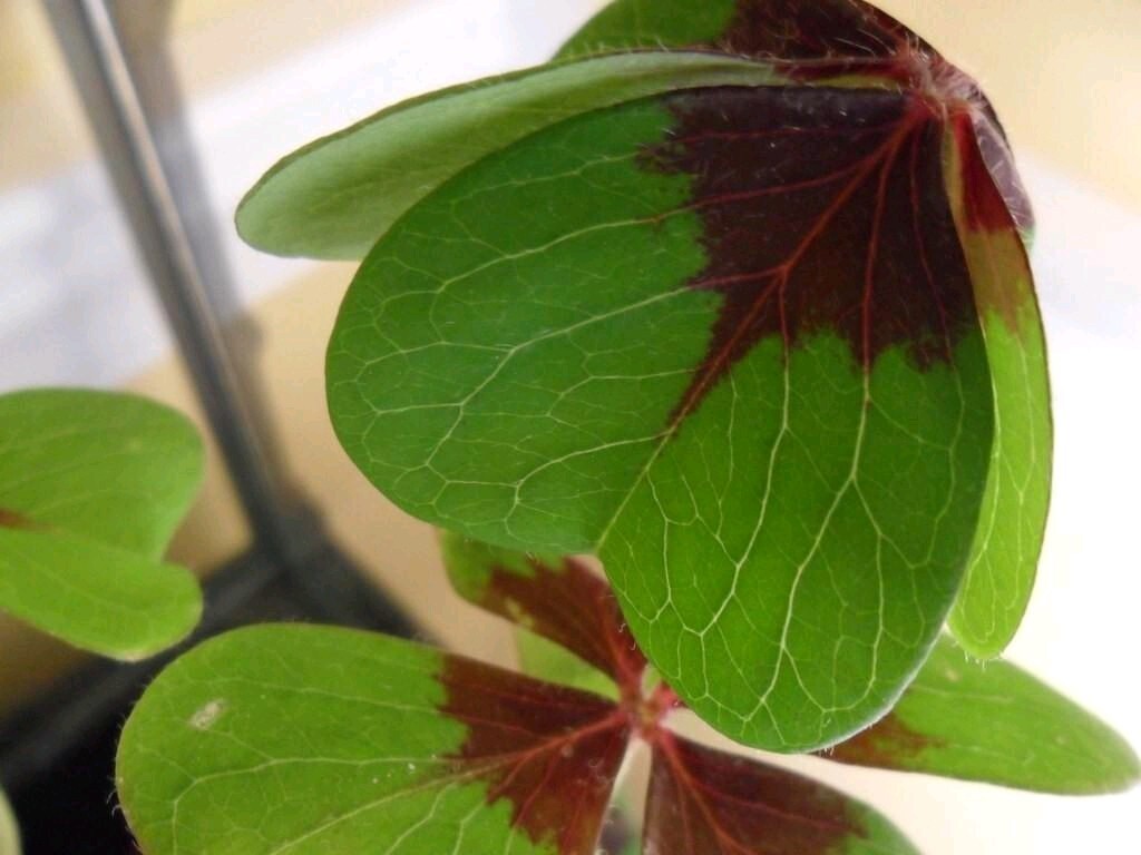 Pack of 15 Gorgeous Iron Cross Shamrock Oxalis Tetraphylla Bulbs