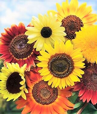8 Species Mix Sunflower Seeds For Planting Assorted Variety Sun Flower Seed 2024