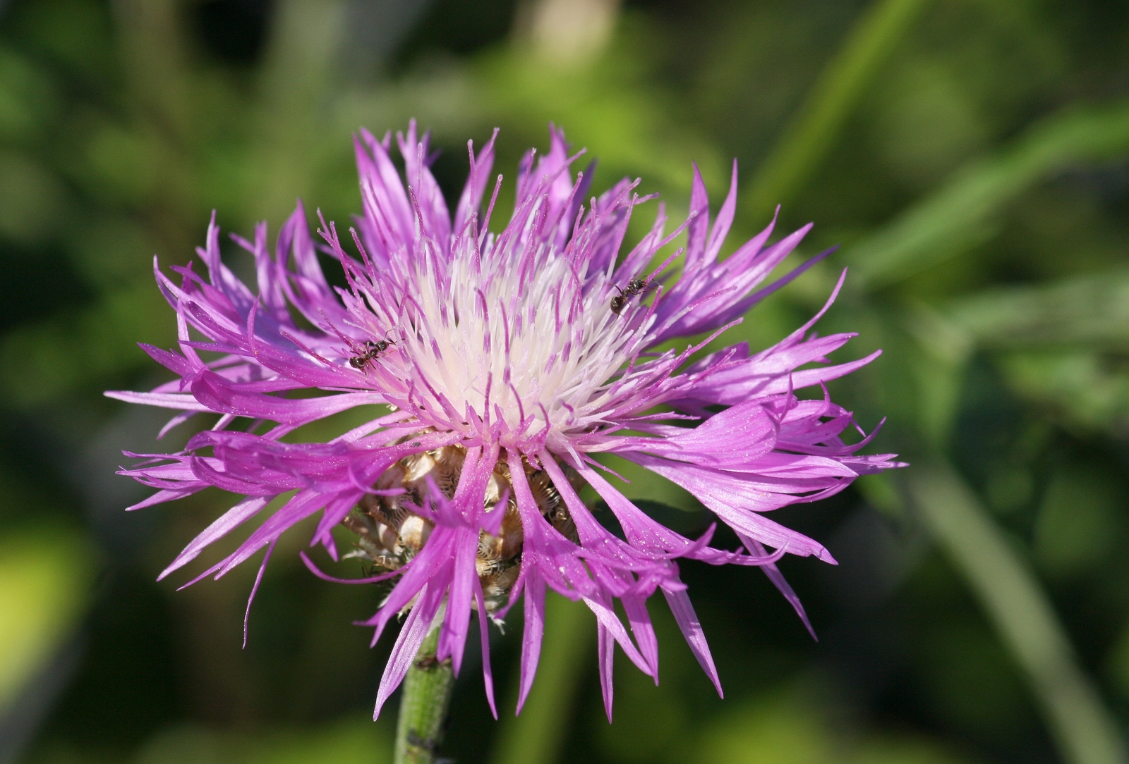 500 CENTAUREA DEALBATA Seeds (Persian Cornflower) | NON-GMO | Free shipping