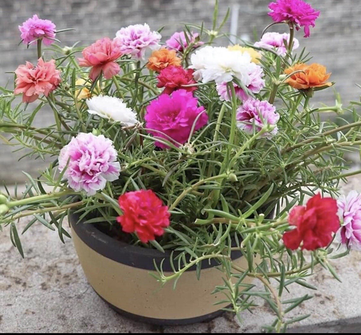 1000+ SEEDS MOSS Rose Double Mix Color- Portulaca grandiflora Buy2Get1Free