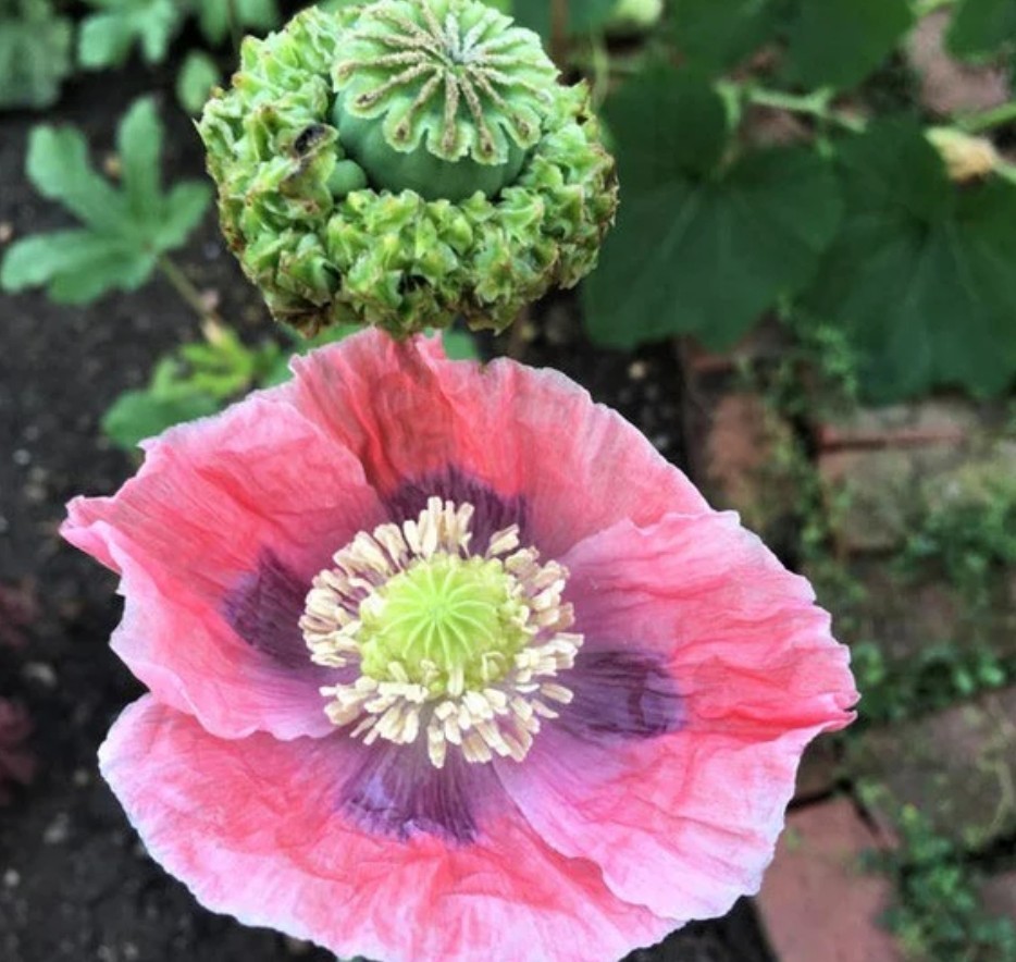 400+ Hens & Chicks Poppy Seeds **Fresh Seeds** ~~Free Shipping~~