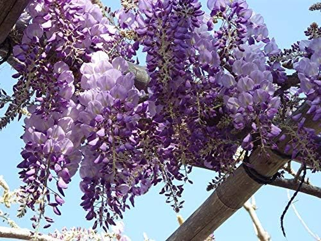 Chinese Wisteria Tree Seeds, Bonsai Seeds, Pack of 30 Bonsai Tree Seeds