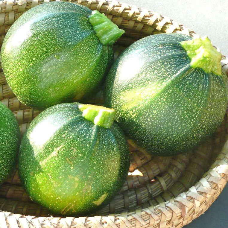 20+ ROUND ZUCCHINI SUMMER SQUASH FRESH FOR GARDENS