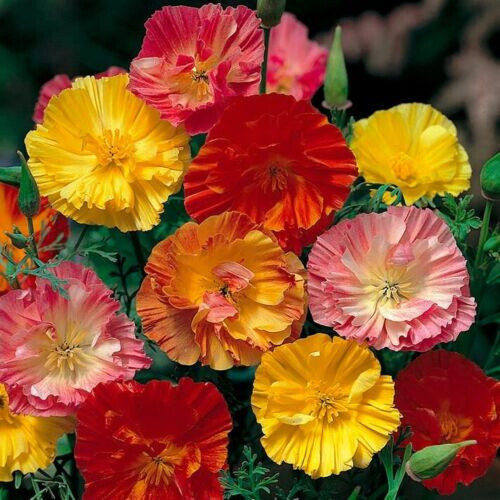 500 SEEDS – poppy CALIFORNIA – MISSION bells mix – GroCo – BUY ANY 15-SHIPS FREE
