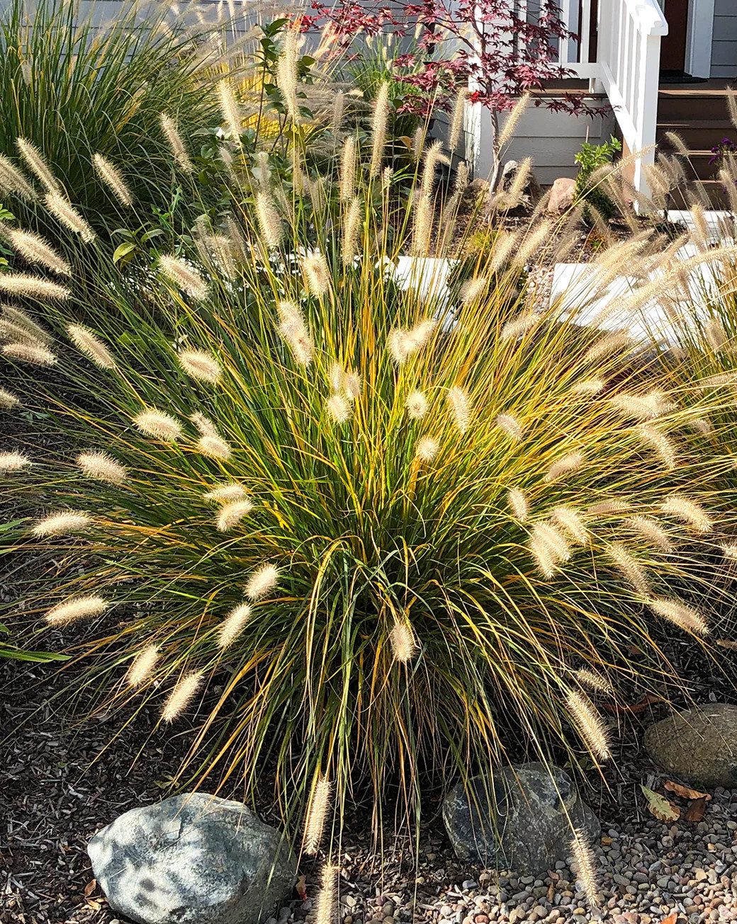 Alopecuroides Fountain Grass – 3 bareroot plants