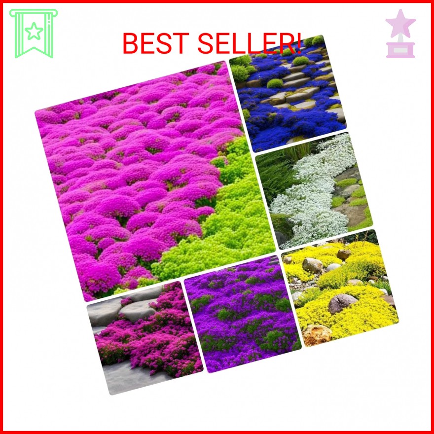 10000+ Mix Creeping Thyme Seeds Wild Creeping Thyme Seeds for Planting (Thymus s
