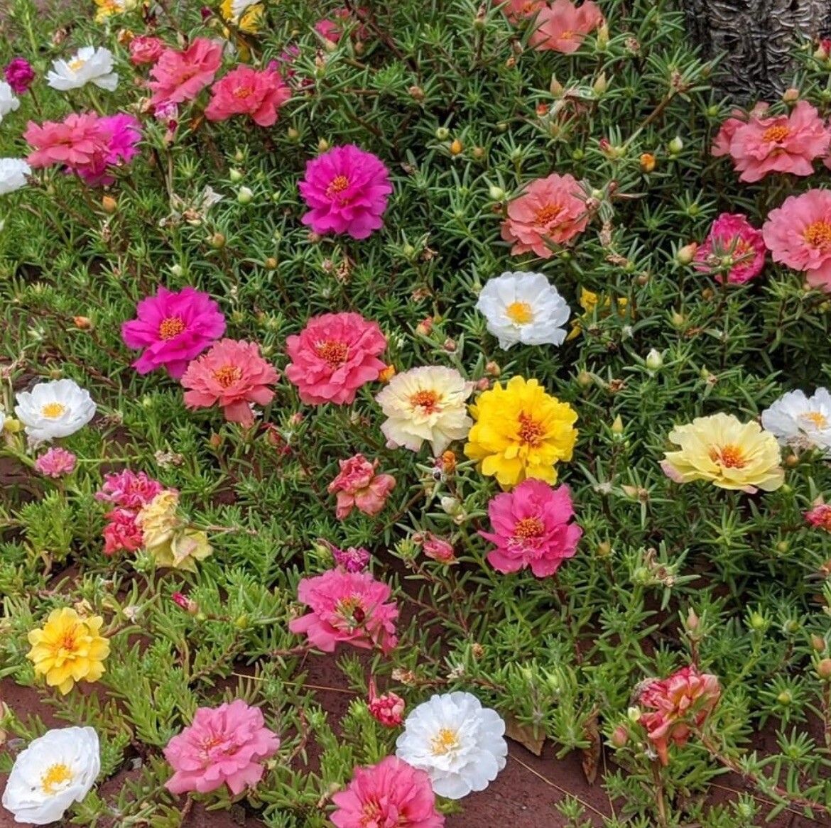 1000+ SEEDS MOSS Rose Double Mix ColorSeeds – Portulaca grandiflora Buy2Get1