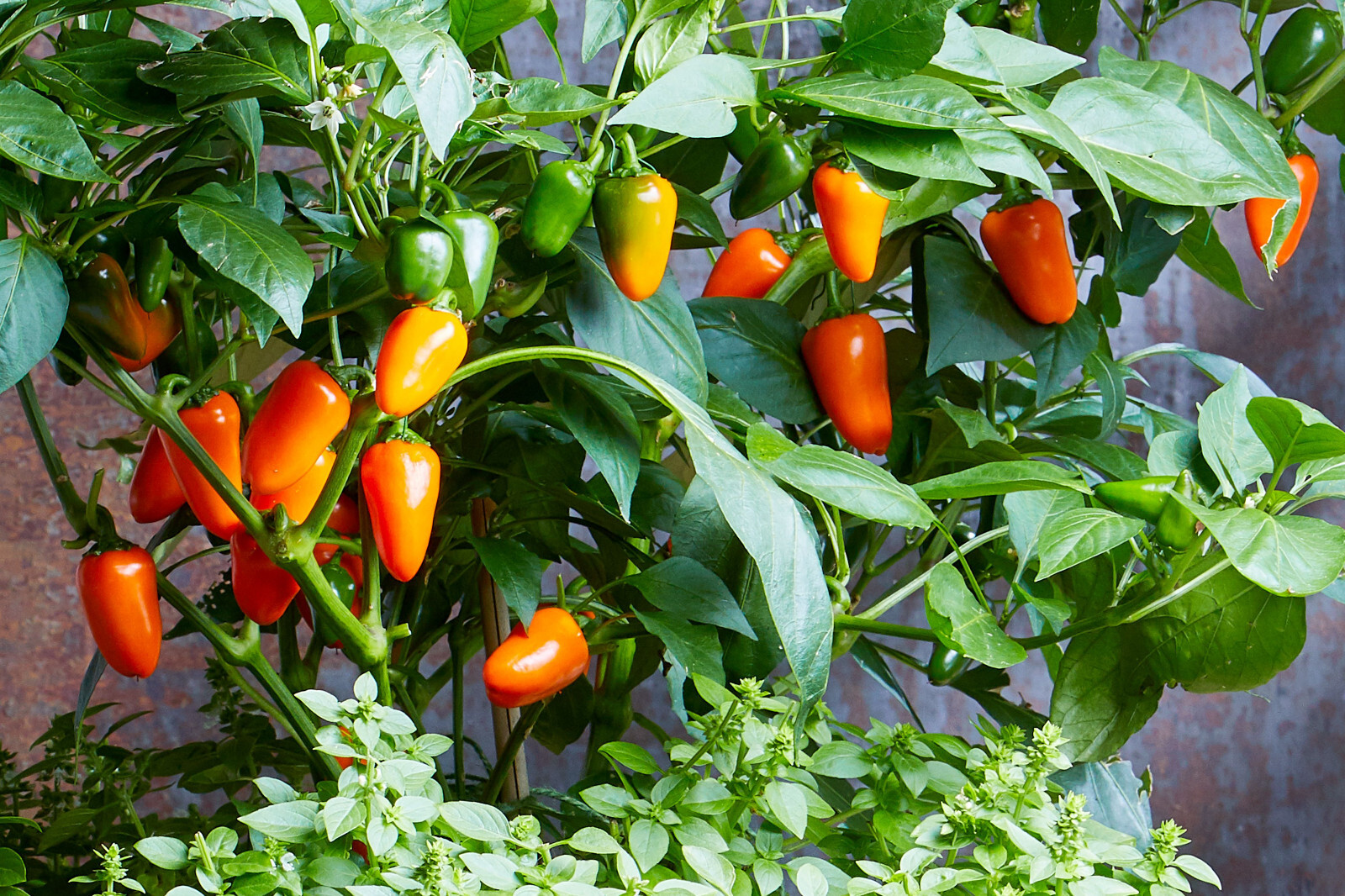 Rainbow Sweet Pepper Seeds (30) / ORGANIC / FLORIDA GROWN / FANTASTIC FLAVOR