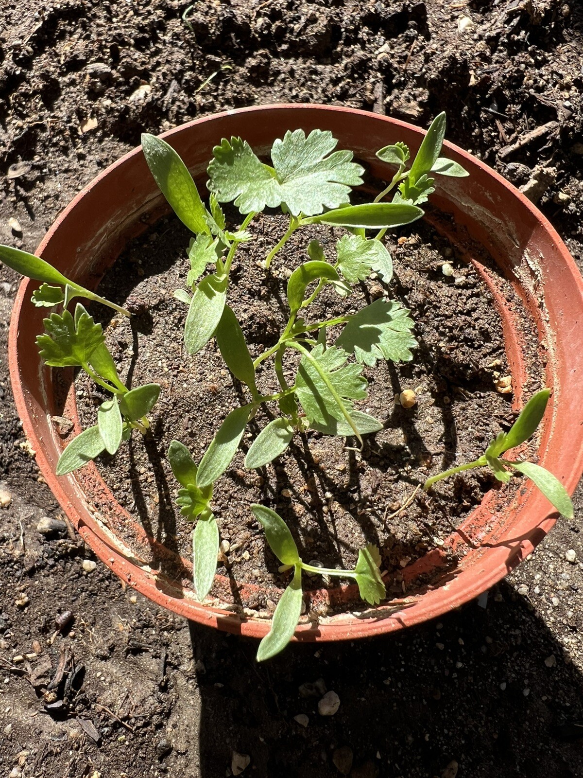 400+ Split Cilantro/Coriander Herb Garden seeds 400多粒香菜种子 2024年新种子
