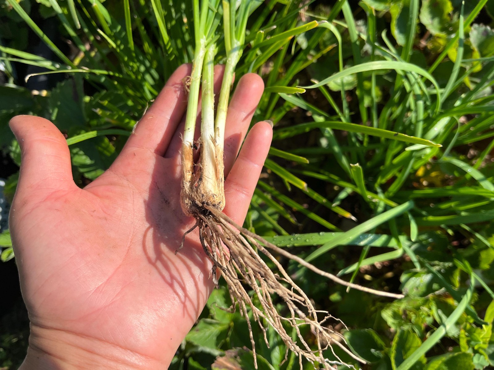 Garlic Chives Live Starter Plant for Culinary, Pollinator & Ornamental Garden