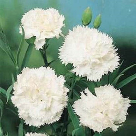 Carnation Seeds 50 Grenadin Snow White Seeds Nursery Seeds