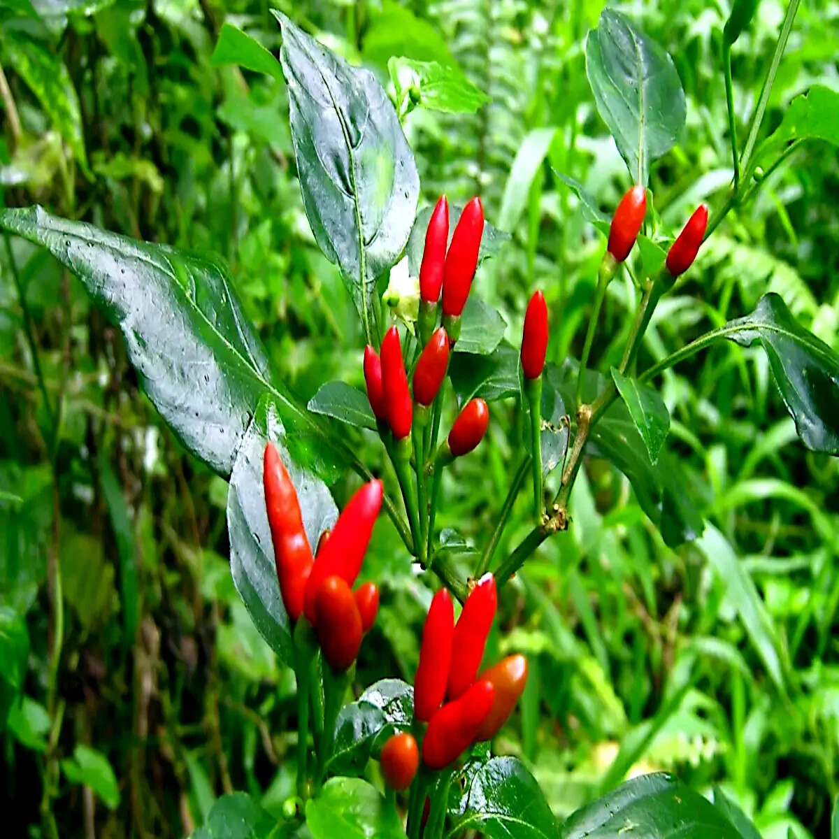 50 GUAM BOONIE PEPPER SEEDS “Doni Sali” (Capsicum chinense) RARE ULTRA HOT 2024