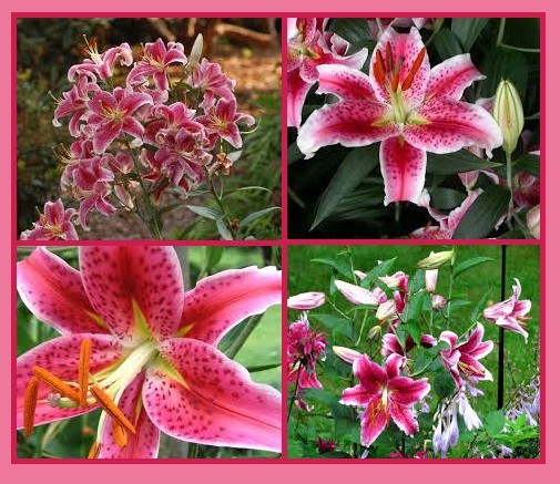 3 STAR GAZER Oriental Lily Bulbs Spring Planting ~Fragrant Summer Blooms~ Hardy