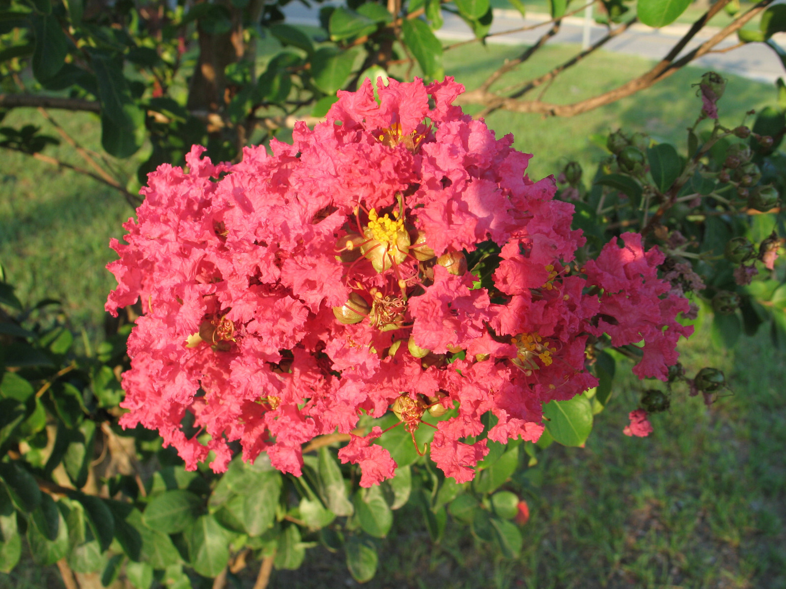 Pink Velour | Crape Myrtle | Lagerstroemia | 10 seeds