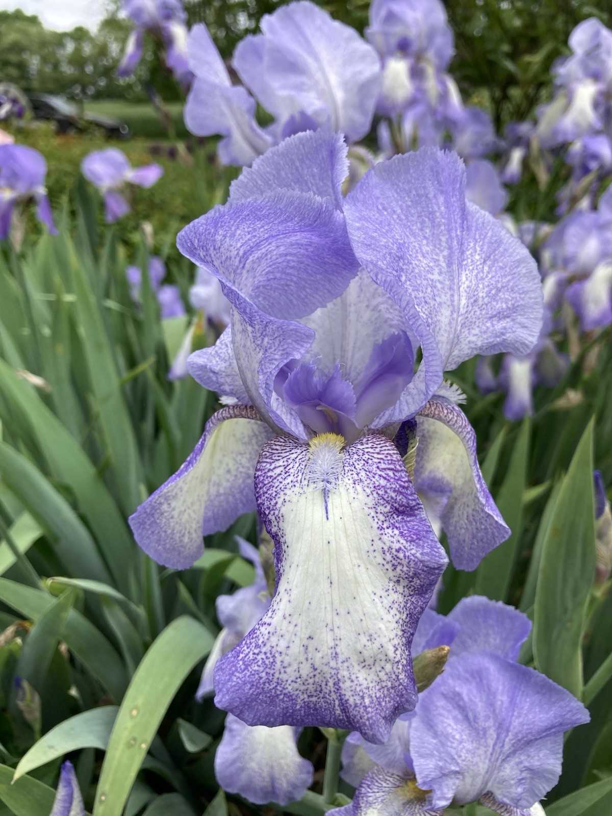 10 Iris Fresh Bearded Iris Rhizomes White With Lavender Edges