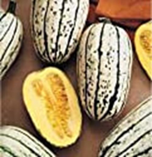 Sweet Potato Squash Seeds (((25 Seed Packet))) (More Heirloom, Organic, Non GMO,