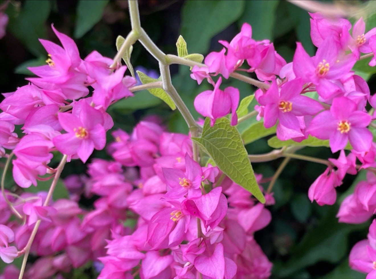 Coral Vine 35 Seeds: Antigonon Leptopus, Queen’s Wreath, Bee Bush, Creeper
