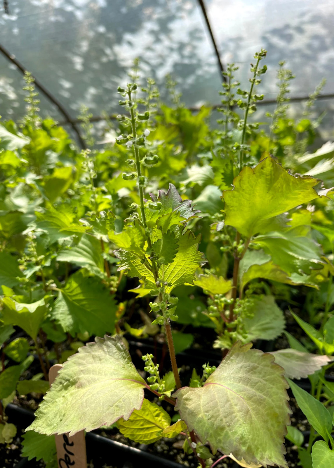 Korean Shiso Herb Seeds (Perilla) – 70 Days – Warm Season Annual by Mai’s Family