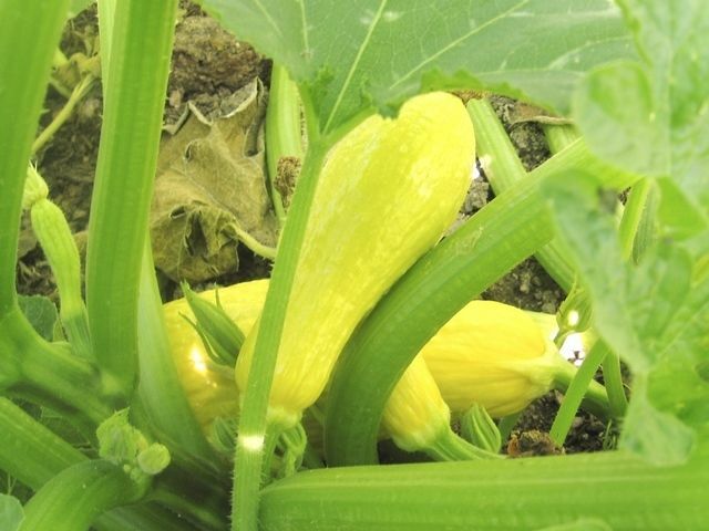Squash Summer Early Prolific Straightneck (Cucurbita Pepo) Heirloom – 25 Seeds