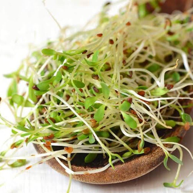 BULK Alfalfa Seeds | NONGMO Microgreens Cover Crop Garden Vegetable Seed 2024