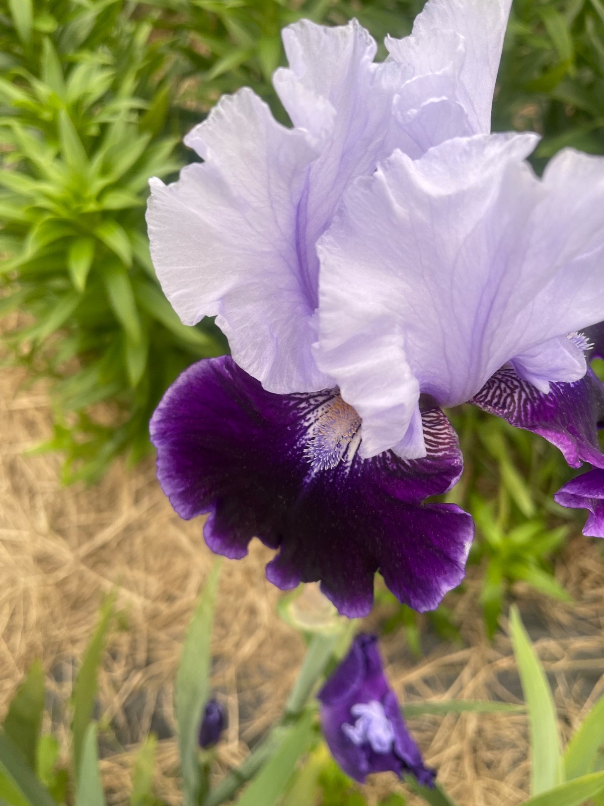 10 Fresh Dug Iris Rhizomes – Mixed Colors & Varieties