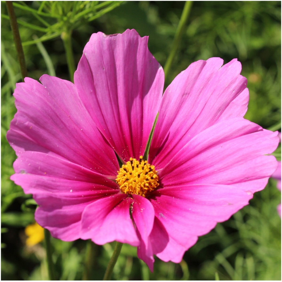 Seed Needs Crazy Cosmos Mix 10+ Varieties NO FILLER – 1/2 LB