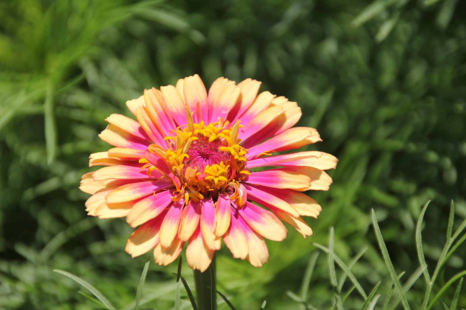 50 CAROUSEL MIX ZINNIA Elegans Carrousel Whirligig Mixed Colors Flower Seeds