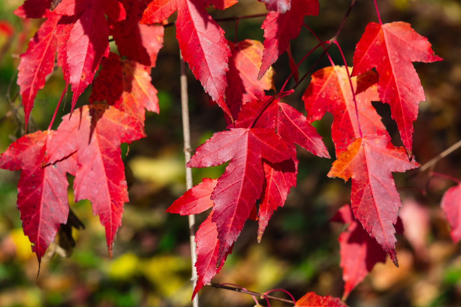 25 SIBERIAN MAPLE TREE Acer Ginnala Seeds – Red Fall Foliage