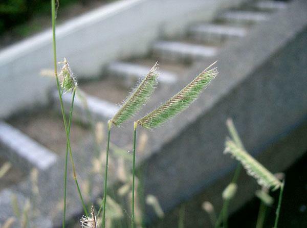 Bouteloua gracilis | Blue Grama | Eyebrow or Mosquito Grass | 100 Seeds