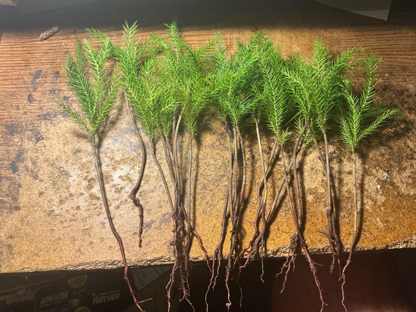 10*LARGE Araucaria excelsa/heterophylla plants*NORFOLK ISLAND PINE*8-10 inches