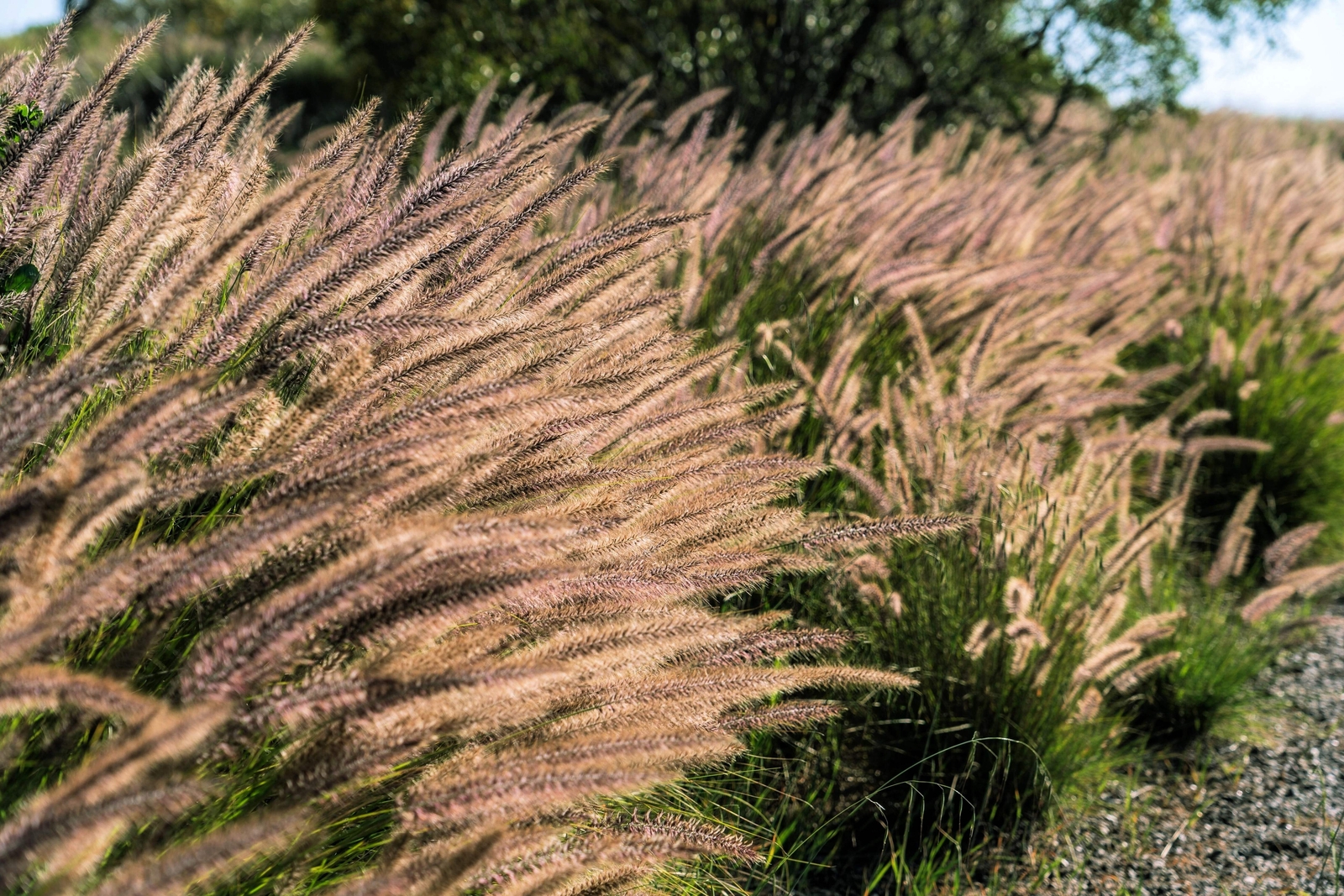 25 Dwarf Purple CHINESE FOUNTAIN GRASS Pennisetum Alopecuroides Hardy Ornamental