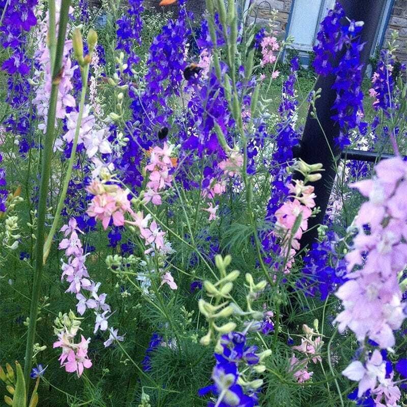 500+ Wildflower Mix Seeds – SHADE with Perennials – Pollinators Non-GMO Heirloom