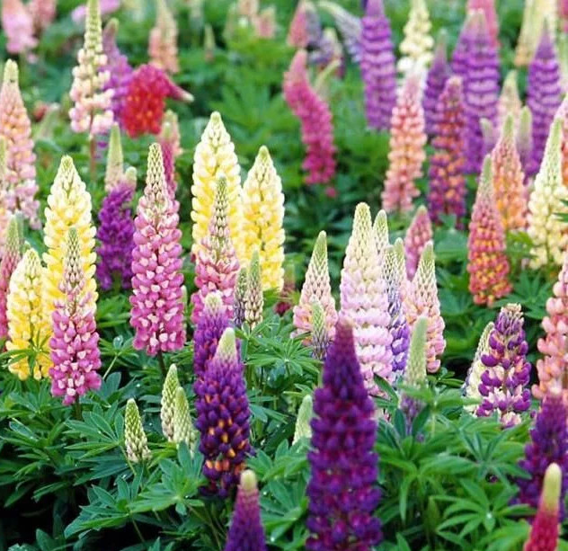 200+ Russell Lupine Mixed Colors Seeds – PERENNIAL —- Hummingbirds & Bees Love