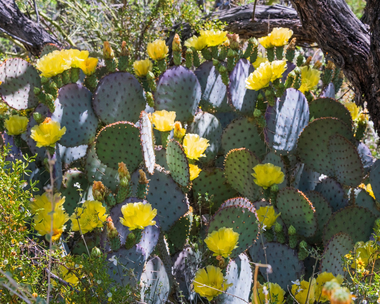 10 Yellow PRICKLY PEAR CACTUS Opuntia Ficus-Indica Flower Seeds