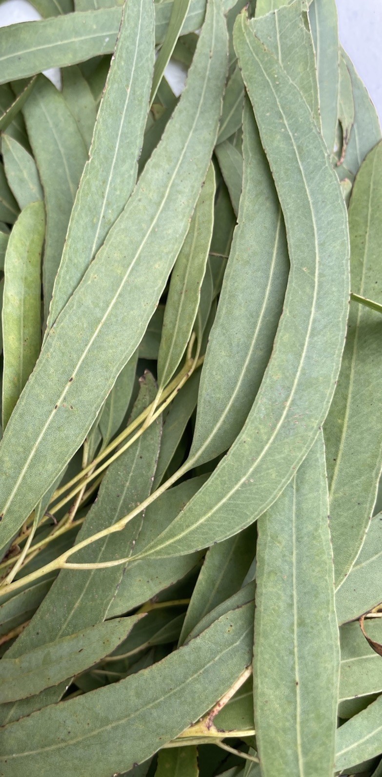 1 Oz Organic Eucalyptus Leaves Hawaii Grown Tea Fresh Dried Green Aroma
