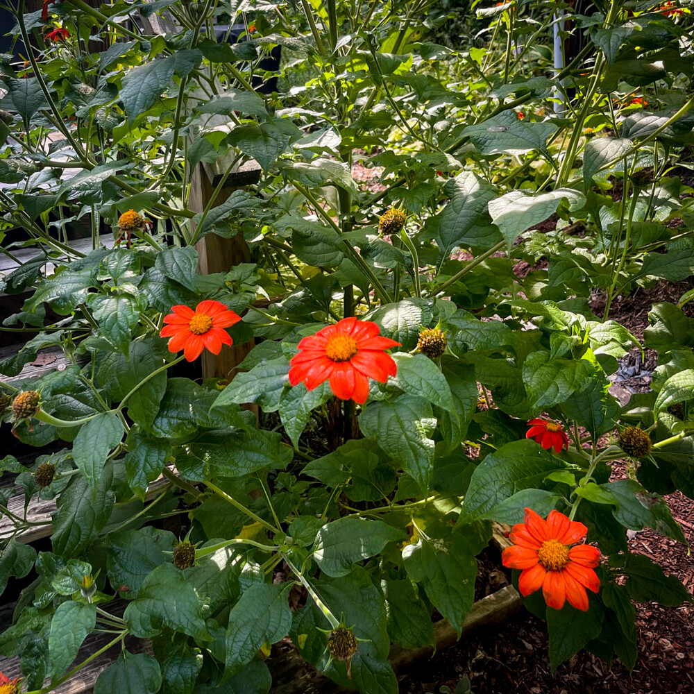 Mexican Sunflower (Tithonia), 50 Seeds Per Packet, Non-GMO