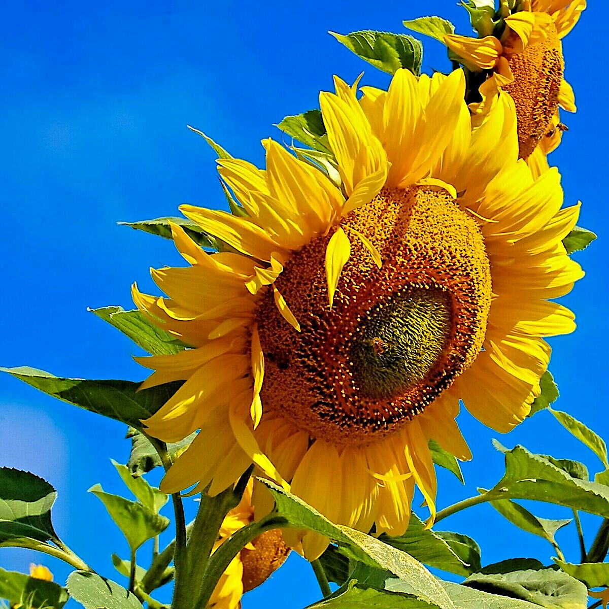 GIANT MAMMOTH RUSSIAN “GREY STRIPE” SUNFLOWER SEEDS Heirloom Hardy 10″ FLOWERS
