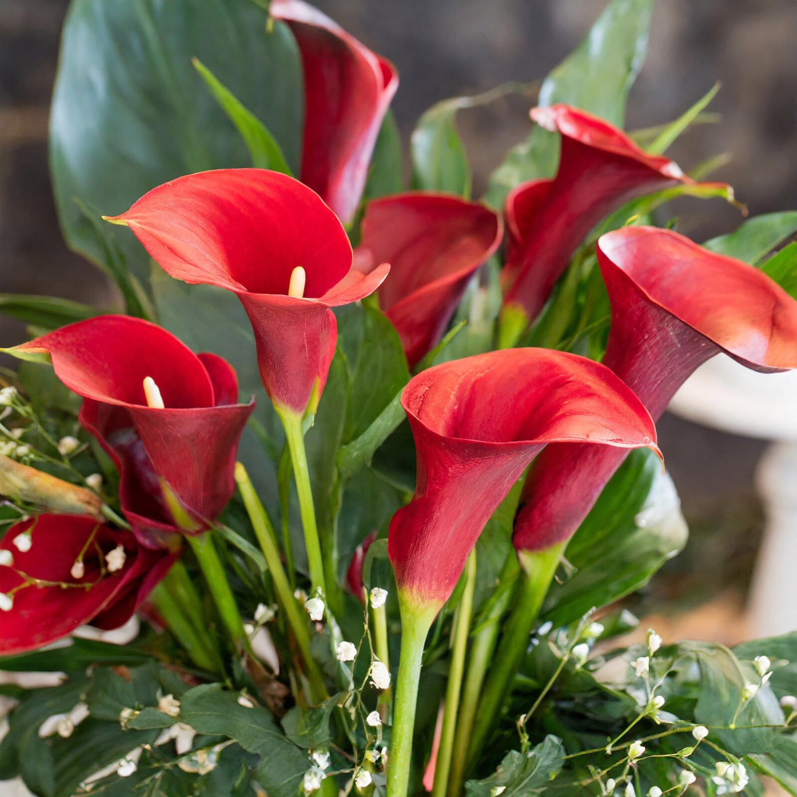 Garden State Bulb Red Alert Calla Lily Flower Bulbs, 12/14cm, Spring