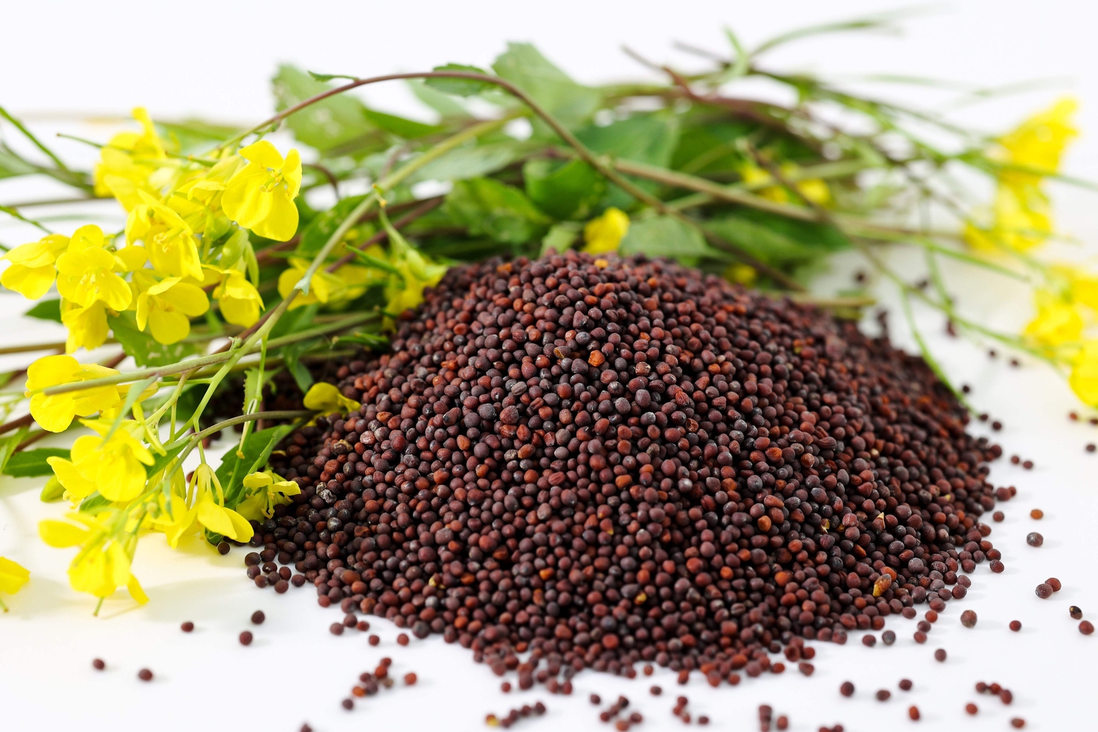 1000 BROWN MUSTARD Brassica Juncea Vegetable Herb Seeds *Flat S/H