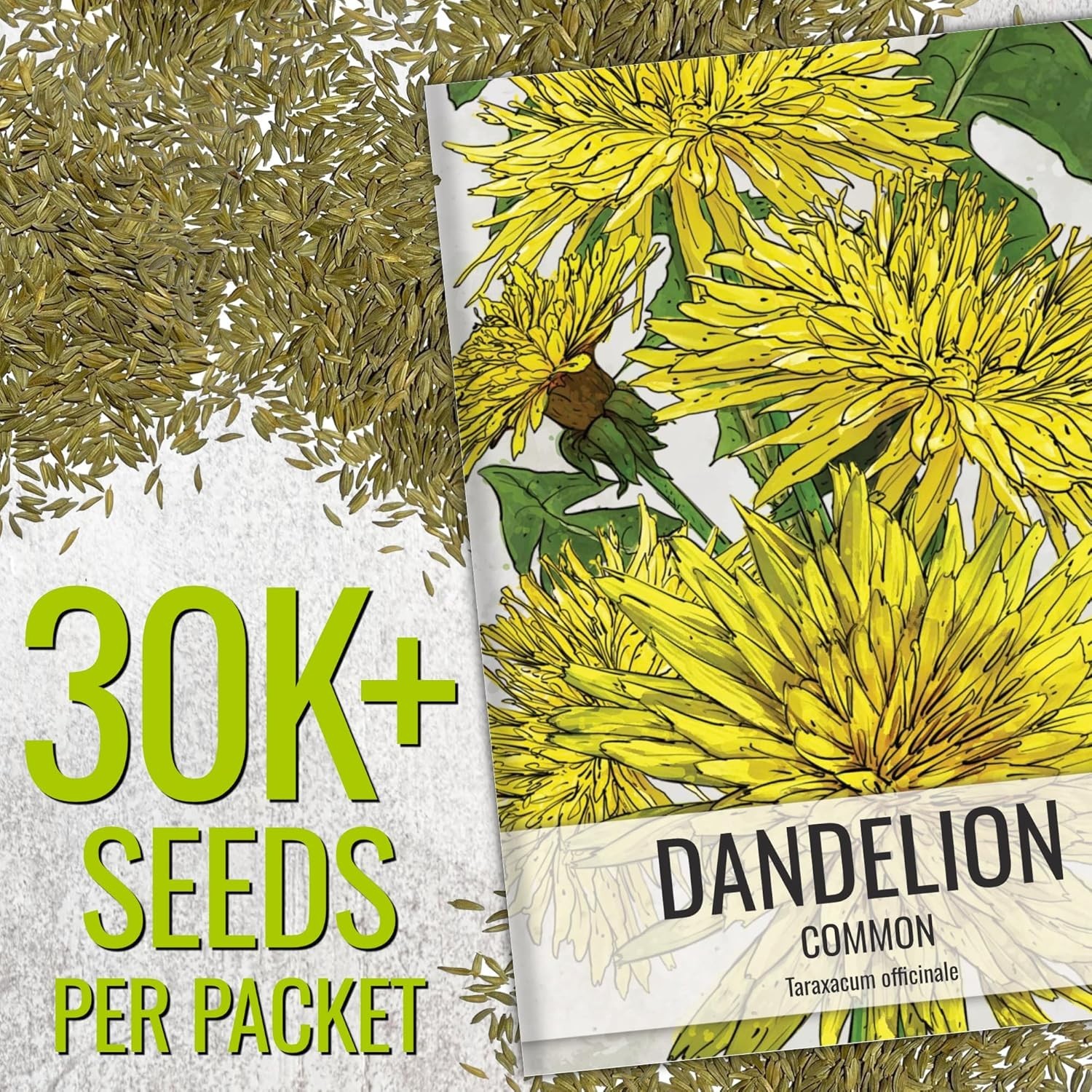 Heirloom Dandelion Seeds for Home Garden – 30,000 Non-GMO Seeds for All Zones