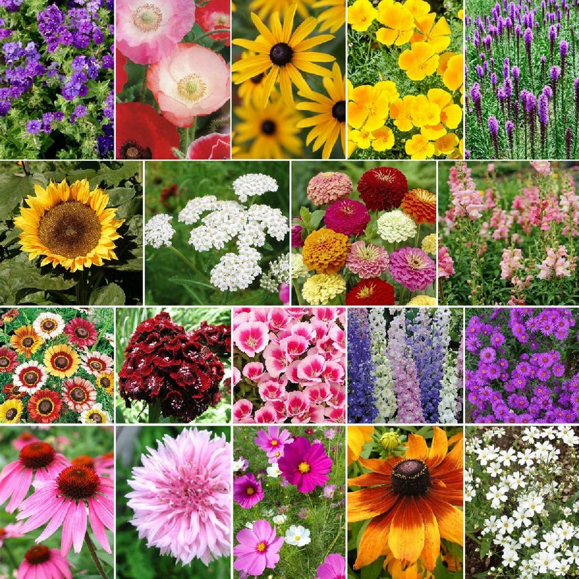 Late Bloomer Wildflower Mix Seeds, Autumn Flowers, Fall Bloom, FREE SHIPPING