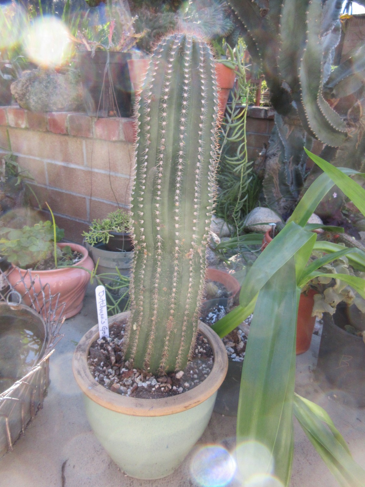 Echinopsis Hybrid ‘Dutchman’s Gold’ Cactus 22″ Long segment