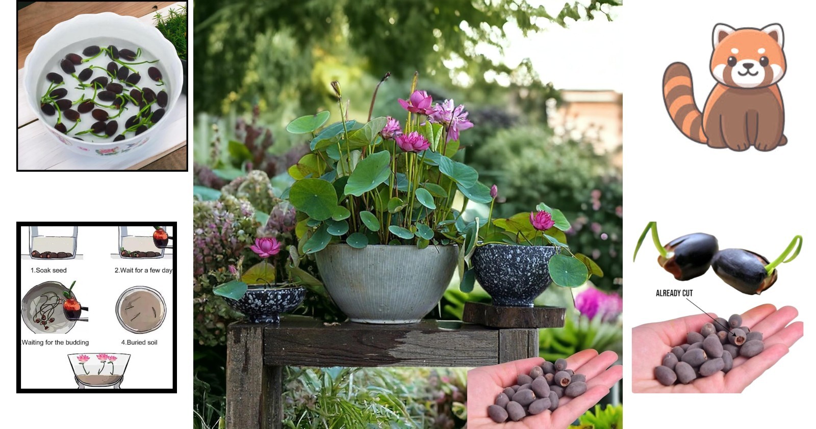 Exotic Water Lotus Seeds – 15pcs Indoor/Outdoor Planters with High Germination