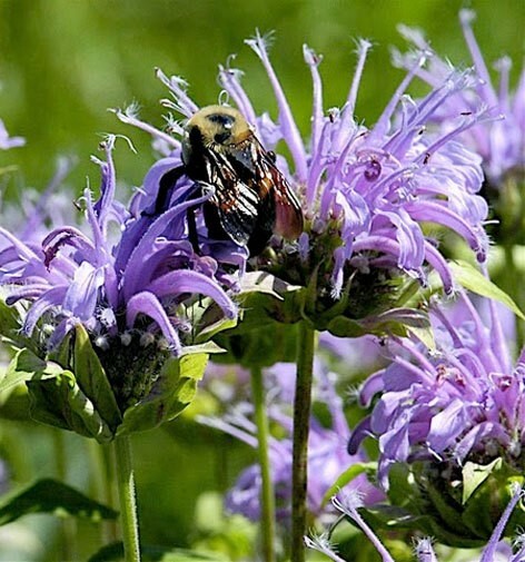 Monarda media | Purple Bergamot | 200_Seeds