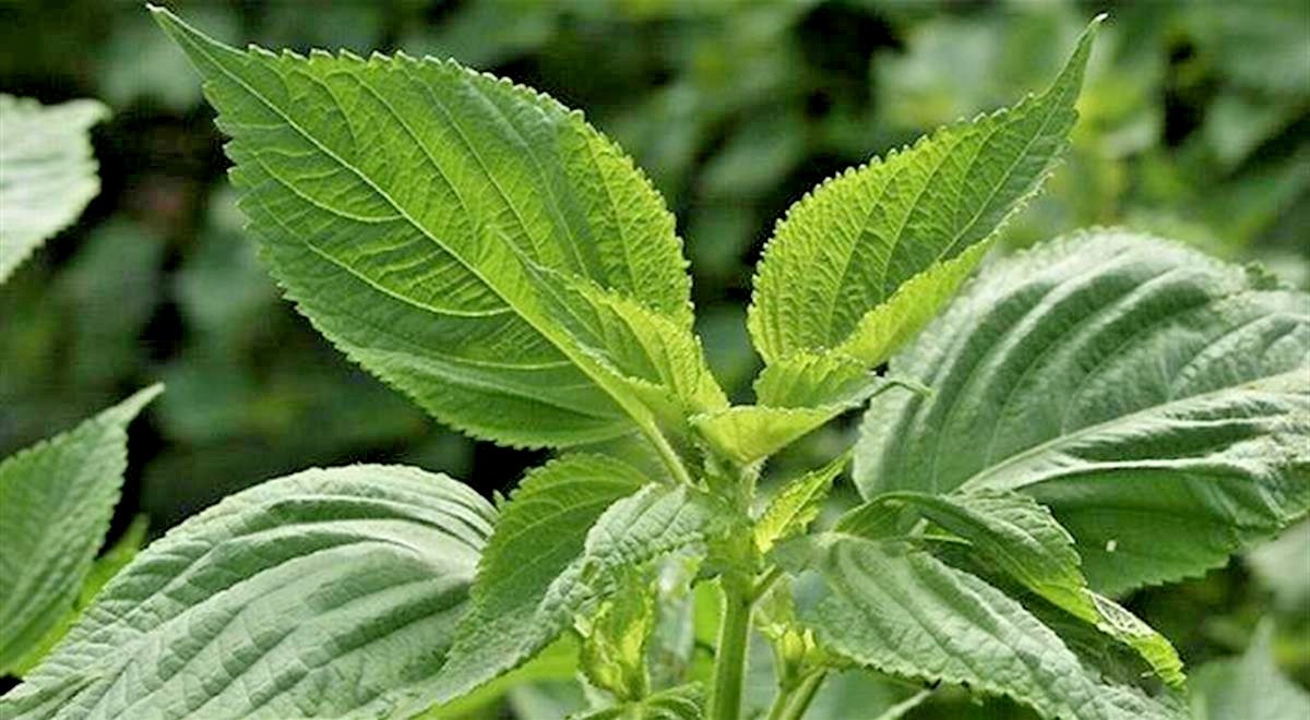 300+PEPPERMINT Seeds Teas Culinary Medicinal Organic Container Shade Garden Herb