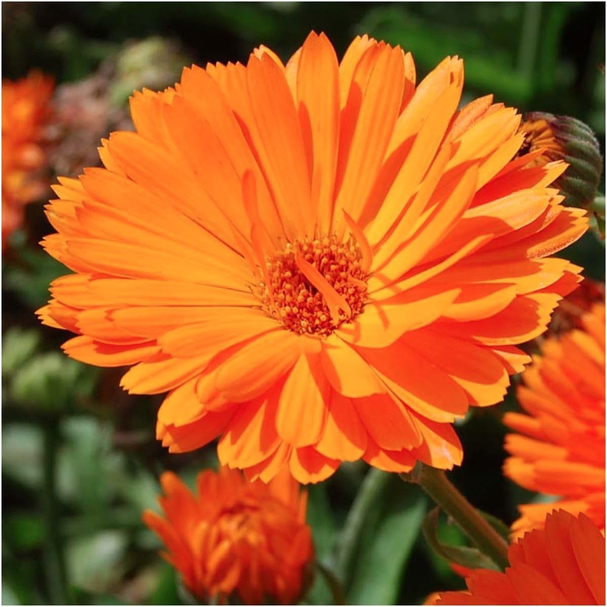 Seed Needs Edible Flower Seed Packet Collection- 7 Individual Seed Packets