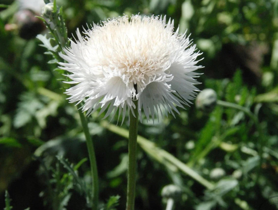 The Bride White Sweet Sultan Seeds – For 2025 Planting Centaurea Amberboa Fluffy